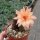 Hildewintera aureispina-Hybr. Humkes Röschen