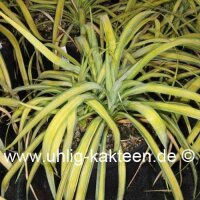 Yucca recurvifolia Banana Split (dw)