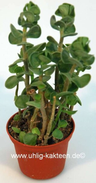 Adromischus grandiflorus