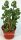 Adromischus grandiflorus