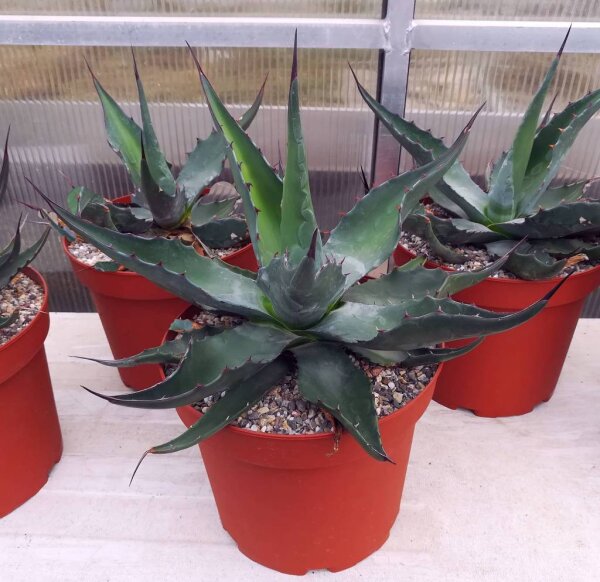 Agave montana (dw)