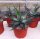 Agave montana (dw)