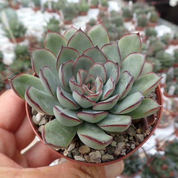 Echeveria chihuahuensis aff.
