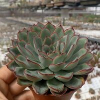 Echeveria chihuahuensis aff.
