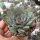 Echeveria chihuahuensis aff.