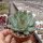 Echeveria chihuahuensis aff.
