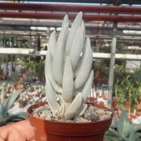 Senecio haworthii cv. Hans Herre