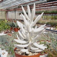 Senecio haworthii cv. Hans Herre