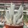Senecio haworthii cv. Hans Herre