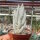 Senecio haworthii cv. Hans Herre