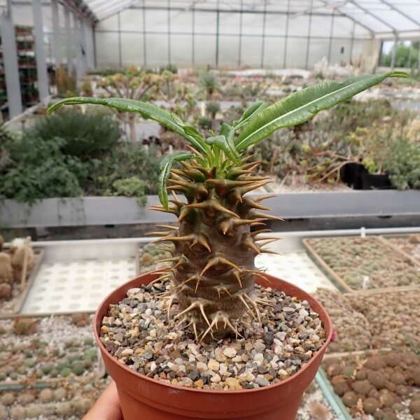 Pachypodium ambongense CITES, not outside EU