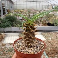 Pachypodium ambongense CITES, not outside EU