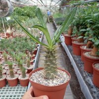 Pachypodium ambongense CITES, not outside EU