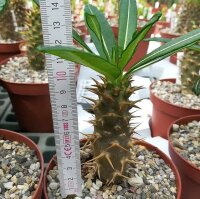 Pachypodium ambongense CITES, not outside EU