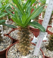 Pachypodium ambongense CITES, not outside EU