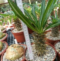 Pachypodium ambongense CITES, not outside EU