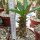 Pachypodium ambongense CITES, not outside EU