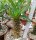 Pachypodium ambongense CITES, not outside EU