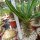 Pachypodium ambongense CITES, not outside EU