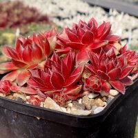Sempervivum Stenorosso (dw)