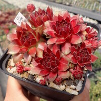 Sempervivum Stenorosso (dw)