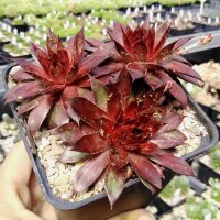 Sempervivum Stenorosso (dw)