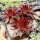 Sempervivum Stenorosso (dw)