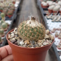 Turbinicarpus saueri subsp. septentrionalis   CITES, not outside EU