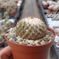 Turbinicarpus saueri subsp. septentrionalis   CITES, not outside EU