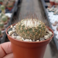 Turbinicarpus saueri subsp. septentrionalis   CITES, not outside EU