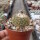 Turbinicarpus saueri subsp. septentrionalis   CITES, not outside EU