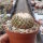 Turbinicarpus saueri subsp. septentrionalis   CITES, not outside EU