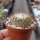Turbinicarpus saueri subsp. septentrionalis   CITES, not outside EU
