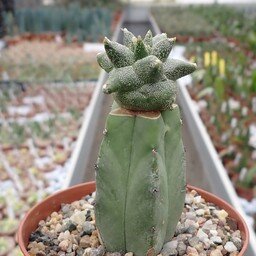 Astrophytum myriostigma cv. Zipfelmütze (Kitsukou) gepfr.