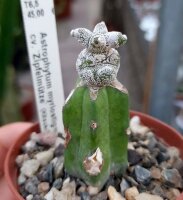 Astrophytum myriostigma cv. Zipfelmütze (Kitsukou) gepfr.