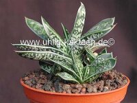 Gasteria liliputana-Hybr.