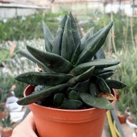 Gasteria-Hybr. Black Boy