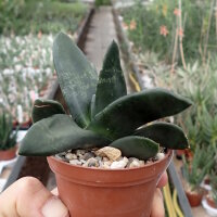 Gasteria-Hybr. Black Boy