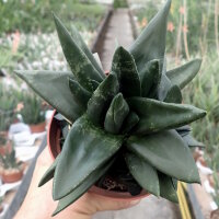 Gasteria-Hybr. Black Boy