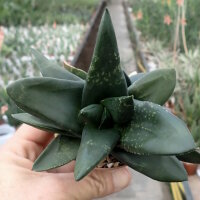 Gasteria-Hybr. Black Boy