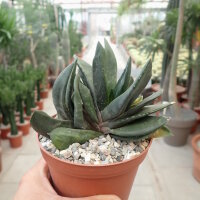 Gasteria-Hybr. Black Boy