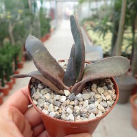 Gasteria-Hybr. Black Boy