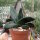 Gasteria-Hybr. Black Boy