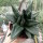 Gasteria-Hybr. Black Boy