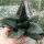 Gasteria-Hybr. Black Boy