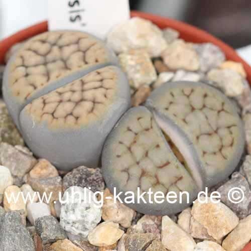Lithops schwantesii v. uricosensis natupsdriftensis C 075