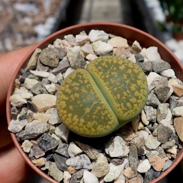 Lithops aucampiae v. aucampiae Jacksons Jade C 395 A