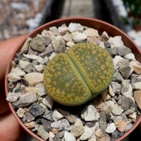 Lithops aucampiae v. aucampiae Jacksons Jade C 395 A