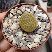 Lithops aucampiae v. aucampiae Jacksons Jade C 395 A