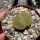 Lithops aucampiae v. aucampiae Jacksons Jade C 395 A